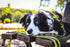 Dingo Dog Lead Do Not Pet Leash for Puppies, Training, Working, Service, Emotional Support, Yellow Dog Leash M 15363