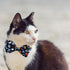 Halloween Cat Collar with Bell, 2 Pack Holiday Jack-O-Lantern and Candycorn Collar for Male Female Kittens