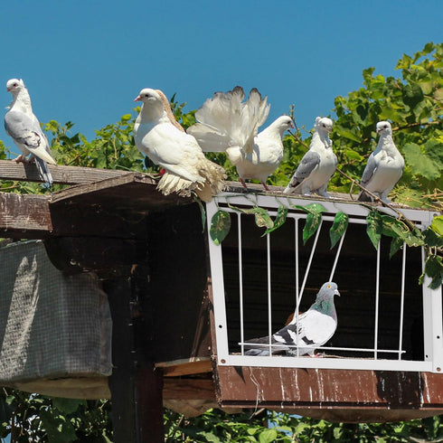 2 Pcs Pigeon Cage Door Bird Wire One Way Entrance Door for Racing Supply Birdcage Breeding (White)