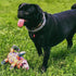 FUZZU Durable Dog Toy with Squeaker, Floppy Tough Chew Toy, That Sneaky Cat! - Medium