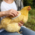 Generic Chicken Feather Brush Extra Soft Brush for Pet Hen Chicken Care Grooming Accessories