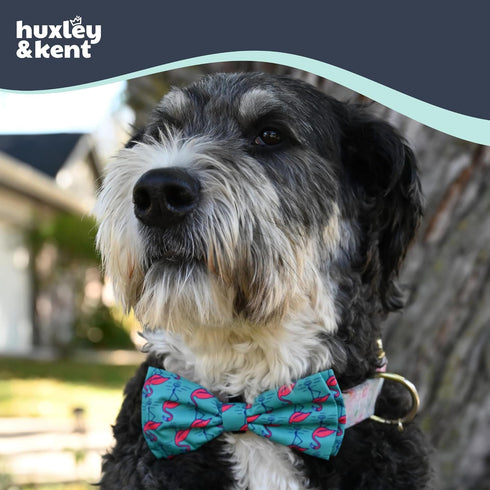 Huxley & Kent Pet Bow Tie for Dogs & Cats - Adjustable Collar Accessory for Holidays & Celebrations, Flamingo, Small