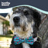 Huxley & Kent Pet Bow Tie for Dogs & Cats - Adjustable Collar Accessory for Holidays & Celebrations, Flamingo, Small