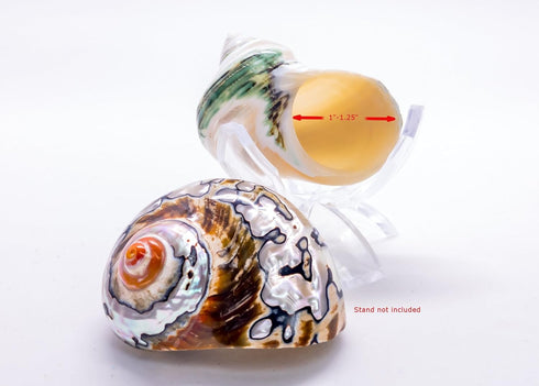 1 1 2"-2.5" Hermit Crab Shells | Turbo Shells | African Sarmaticus and Green Banded Turbo Shell | Hermit Crab House