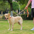 Waterproof Dog Collar with Quick Release Buckle, Easy to Clean Rubber Collars for Small Medium Large Dogs (Orange, L