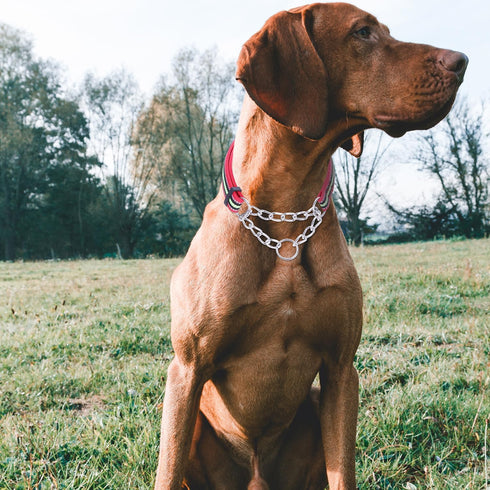 Reflective Martingale Dog Collar, Adjustable Soft Neoprene Padded Nylon Collar for Medium and Large Dogs (Rose Red)