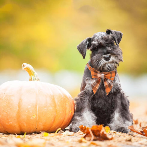 ADOGGYGO Fall Dog Collar with Bow, Adjustable Cotton Orange Bowtie for Small Dogs, Halloween Thanksgiving (Small, Fall)