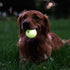 Harry Barker Rubber Balls and Chew Stick, 2.5" Glow Balls, Rubber Bone for Dogs