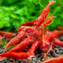 (Pack 10) Fire Red Premium High-Grade Cherry Shrimp Neocaridina Freshwater Aquarium, Live Shrimp Freshwater Aquarium