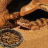 2 Pack Small Reptile Food Bowl - Feeding Dish for Bearded Dragon, Gecko, Lizard, Frog