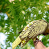 Magnoloran 2Pcs 2Pcs 80 Inch Bird Diapers Bird Harness Flight Suits Diapers with Flying Leash Parrot Nappy Pigeon Pants