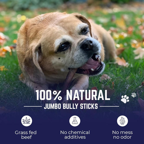 Devil Dog Pet Co. Jumbo Bully Sticks – 6 Inch 6 Pack Chew Treats, 100% All Natural, Free-Range Grass-Fed Beef