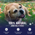 12 Inch 3 Pack Devil Dog Pet Co - Jumbo Bully Sticks for Dogs - Extra Thick Low Odor Grass Fed Beef Pizzle Chews