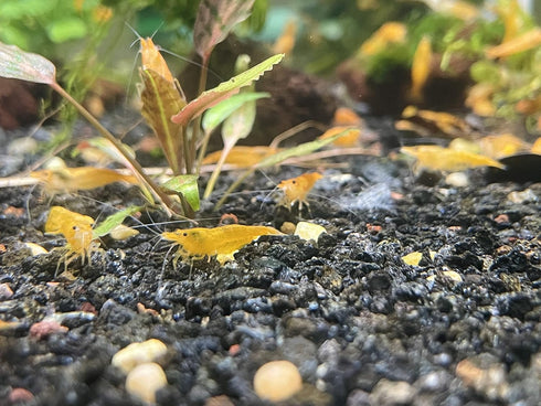 (10 (+1)) Orange Sunkist Shrimps Live Freshwater Shrimp Aquarium Neocaridina Inverts RCS Orange Shrimp Shrimps