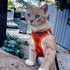 Best Pet Supplies Voyager Step-in Air Dog Harness, Reflective No Pull for Small, Medium Dogs, Cats - Orange, M