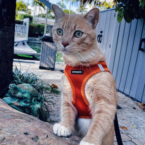Best Pet Supplies Voyager Step-in Air Dog Harness - All Weather Mesh, Reflective, No Pull, Orange, L