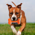 Nerf Dog 7in TPR EXO Squeak Bone - Blue/Orange Color