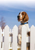 PetSafe KeepSafe Break-Away Collar, Prevent Collar Accidents for Your Dog or Puppy, Adjustable Sizes for Improved Safety