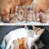 Frienda 60 Pieces Puppy Whelping Collars, Double-Sided Adjustable ID Bands for Newborn Pet Dogs and Cats, S, M, L