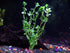 AquaLeaf Aquatics 4 Package Species Aquarium Plants - Java Fern (Microsorum), Hornwort (Ceratophyllum demersum), Amazon