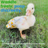 (3.3-8.8 lbs))(Pink (0.55-1.65 lbs)) Duck Diapers Adjustable Reusable Pants for Pet Ducks, Indoor Use, Fits Call Ducks
