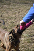 Dingo Gear Tug Toy for Dog Training - Agility Tug of War French Linen Dog Bumper with Handle, 11" Pink S00309