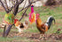 Vehomy Chicken Toys for Hen - 2pcs Natural Colorful Loofah Shredder Toys, Handmade Bird Chewing Foraging Hanging Toys