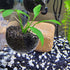 WEAVERBIRD Aquarium Plant Decoration with 2 Suction Cups for Fish Tank, Glass