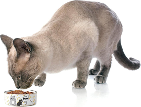 PetRageous Tangled Kitty Stoneware Cat Bowl, 2-Cup Capacity, Dishwasher Safe, 5-Inch Diameter, White.