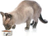 PetRageous Tangled Kitty Stoneware Cat Bowl, 2-Cup Capacity, Dishwasher Safe, 5-Inch Diameter, White.