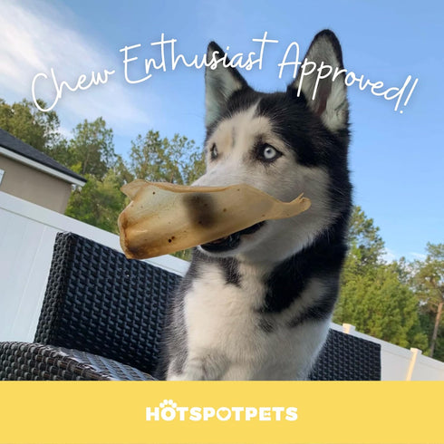 hotspot pets All-Natural Beef Cow Ears Dog Chews - 10 Pack, Long-Lasting, Low Odor Treat for Healthy Teeth