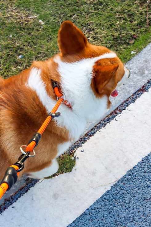 Dog Slip Collar, No Pull Choker for Training, Adjustable Martingale Collar for Small Medium Large Dogs, Orange, L (25