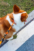 Dog Slip Collar, No Pull Choker for Training, Adjustable Martingale Collar for Small Medium Large Dogs, Orange, L (25