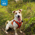 Best Pet Supplies All Weather Reflective No Pull Harness for Small Medium Dogs and Cats, Orange/Black Trim, XS