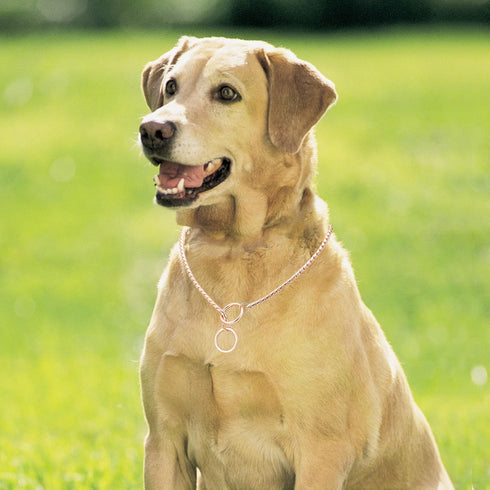 Mogoko Stainless Steel Dog Choke Chain Collar, Puppy Metal Snake Chain Slip Collar for Training Walking (Rose Gold)