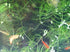 Generic 4 3 6-8 Inch Bunches of Live Hornwort Aquarium Plants, Stems Each Bunch, Length, Freshwater Submerged Plants