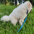 Premium 18 Inches Nylon Short Dog Leash with Heavy Duty Clip and Soft Padded Handle, Classic Blue