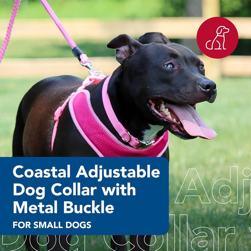 Coastal Pet Adjustable Dog Collar with Metal Buckle - Fade-Resistant Dog Collar Perfect for Walking & Tie Outs - Comfortable Collar with Snap Lock - Neon Pink - 1" x 18" - 26"