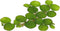 Gz 24 Water Spangles (Salvinia Minima), Live Aquarium/Aquatic/Floating/ Pond/Beginner Plant by G&Z