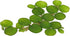 Gz 24 Water Spangles (Salvinia Minima), Live Aquarium/Aquatic/Floating/ Pond/Beginner Plant by G&Z
