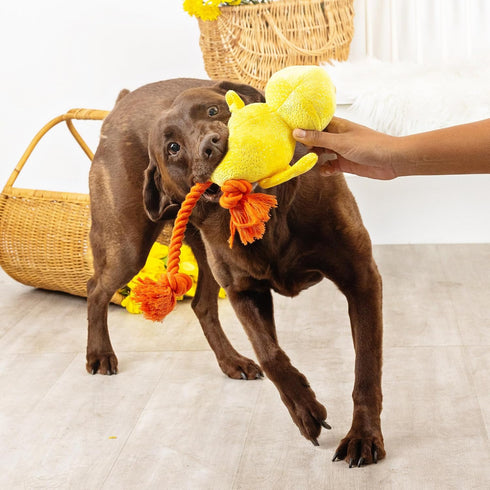 Fringe Studio Plush Dog Toy, Sweet Little Chick, Pet Shop Collection