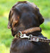 Genuine Leather Braided Studded Dog Collar, Brown, 1.6" Wide, Fits 19"-24" Neck