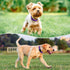Reflective Dog Collar, Padded Soft Neoprene Breathable Quick Release Collars for Puppy Small Dogs, Girl Purple