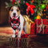 STMK 2 Pack Dog Birthday Bandana, Plaid Triangle Scarf for Dog and Puppy Birthday Celebrations