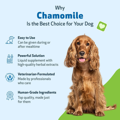 Wellbeing 2 oz (59ml) Pet Chamomile for Dogs - Organic Single Herb Supplement - Gentle Digestive Support, Holistic