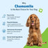 Wellbeing 2 oz (59ml) Pet Chamomile for Dogs - Organic Single Herb Supplement - Gentle Digestive Support, Holistic