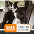 Mighty Paw Dog Seat Belt for Car, Heavy-Duty Design with Aviation Grade Aluminum Carabiner, Adjustable Harness for Pets