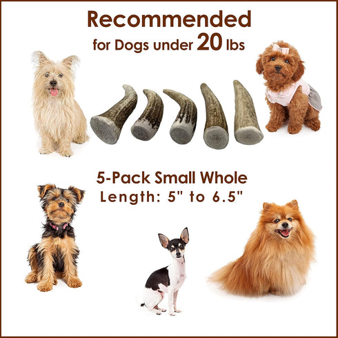 Elk Antler Chews for Dogs | Naturally Shed USA Collected Premium A-Grade Elk Antlers | 5-Pack Small Whole
