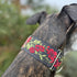 Martingale Dog Collar for Greyhound Saluki Whippet and Similar Breeds, 2'' Wide (M 11''-14'' and Leash Set), Red, Black