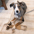 SPOT Dura-Fused Leather Forest Animals Dog Toy with Squeaker and Rope Limbs, 14in, Assorted Styles